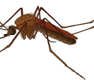 L’epidemia di Zika: come ha colpito il Sud America